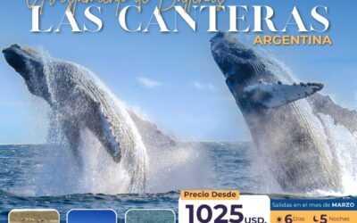 ¡Oferta avistamiento de ballenas!